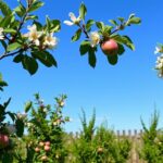 Jakie odmiany jabłoni sadzić na działce
